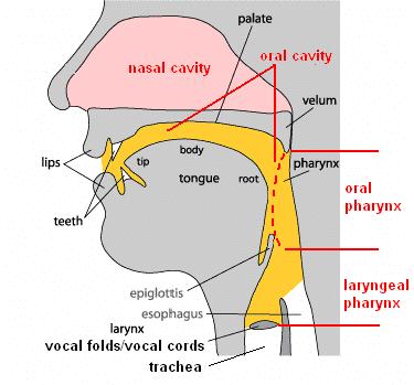 Vocal tract