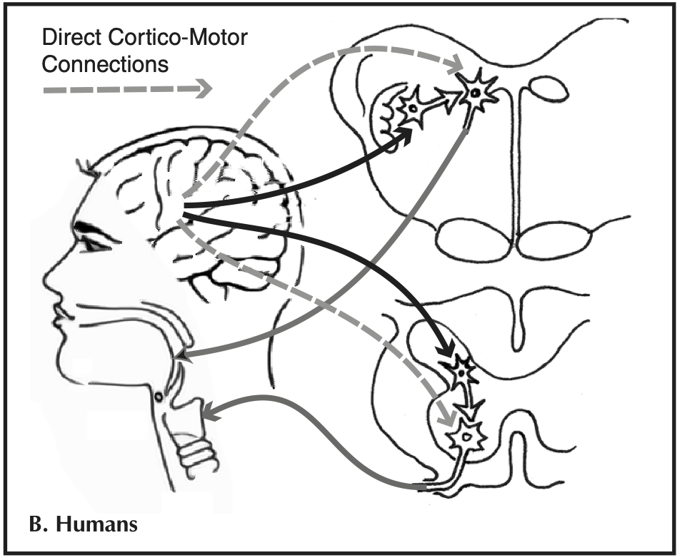 Non-human brain wiring