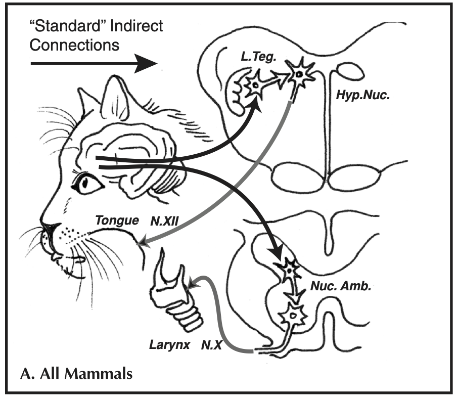 Non-human brain wiring